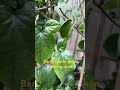Growing Bangladeshi paan in the uk #bagan_r_bagan #garden #paan
