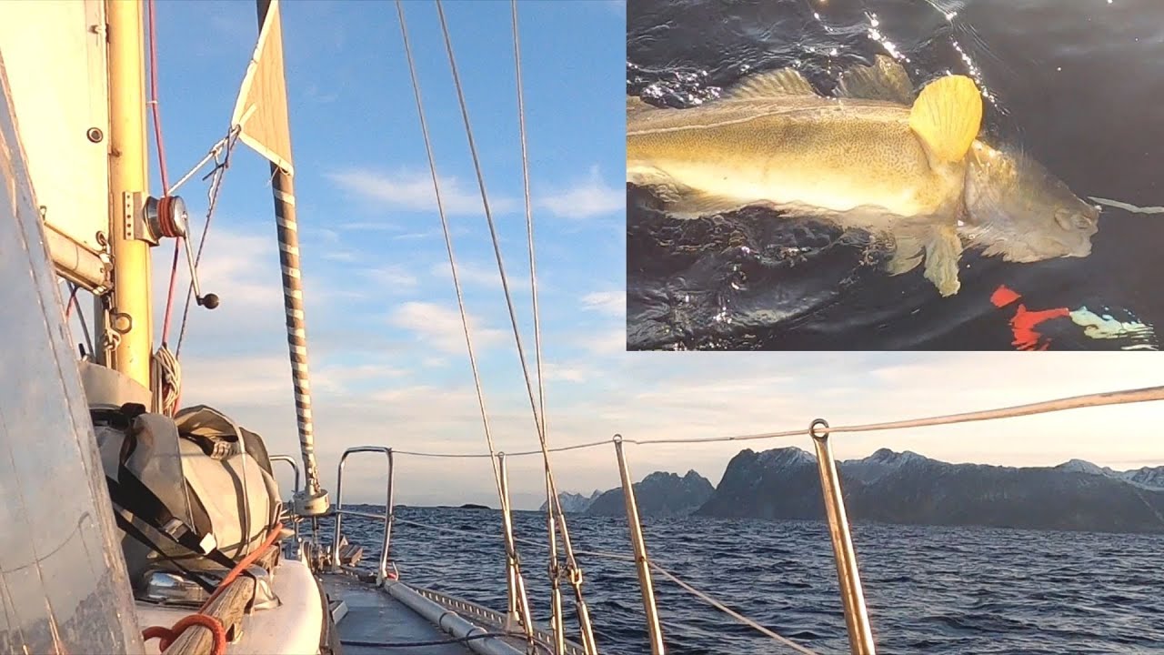 Catching a Big Cod when Solo Sailing in North of Norway