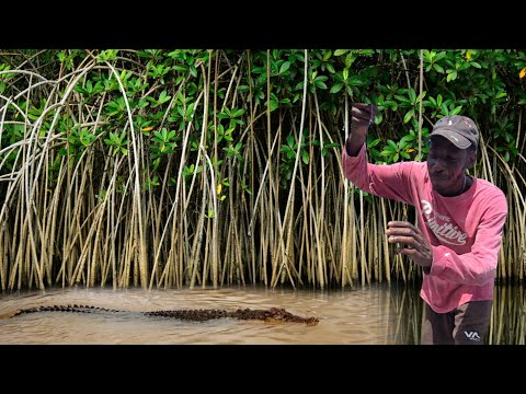 New location Traveling through the Mangroves Crocodile infested Water to see what I can catch 