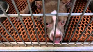 available dogs in overflow 200 building by Pinellas County Animal Services 9,650 views 8 years ago 7 minutes, 8 seconds
