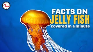 Meet species with Brainless Hearts! | Jelly Fish in 1 Minute | AnimalSnapz by Animal Snapz 73 views 8 months ago 1 minute, 39 seconds