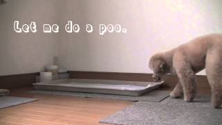 Dog Training 6  " Toilet Training "　Toy Poodle MOCHA / JPN