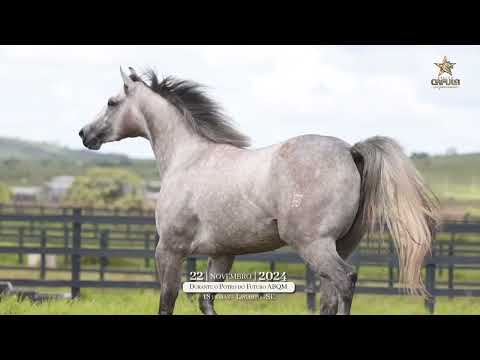 021 - HFJ FOXY APOLLO