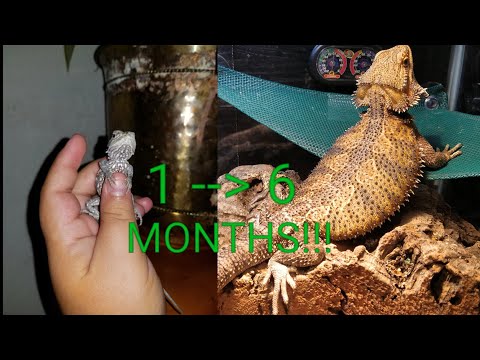 Bearded Dragon Growth Rate Chart