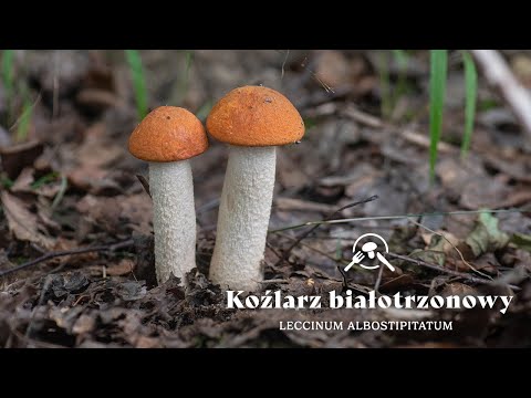 09/04/26 - White-stemmed bolete (Leccinum albostipitatum)