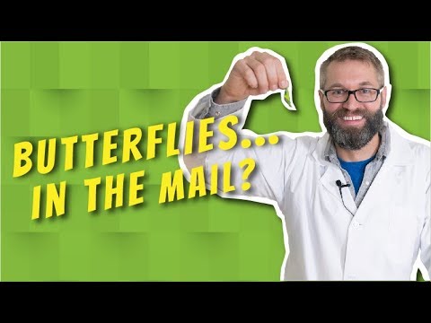 Fetching Butterflies Leak: Prepare For Shock