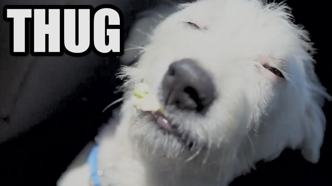 Dobs The Ghetto THUG Dog