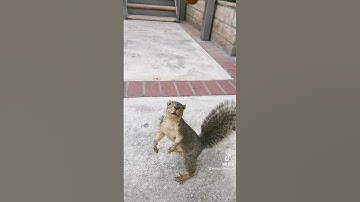 #squirrel eating a nut ( episode 3) #animals #pets #dogs #birds #nuts #shorts #funny