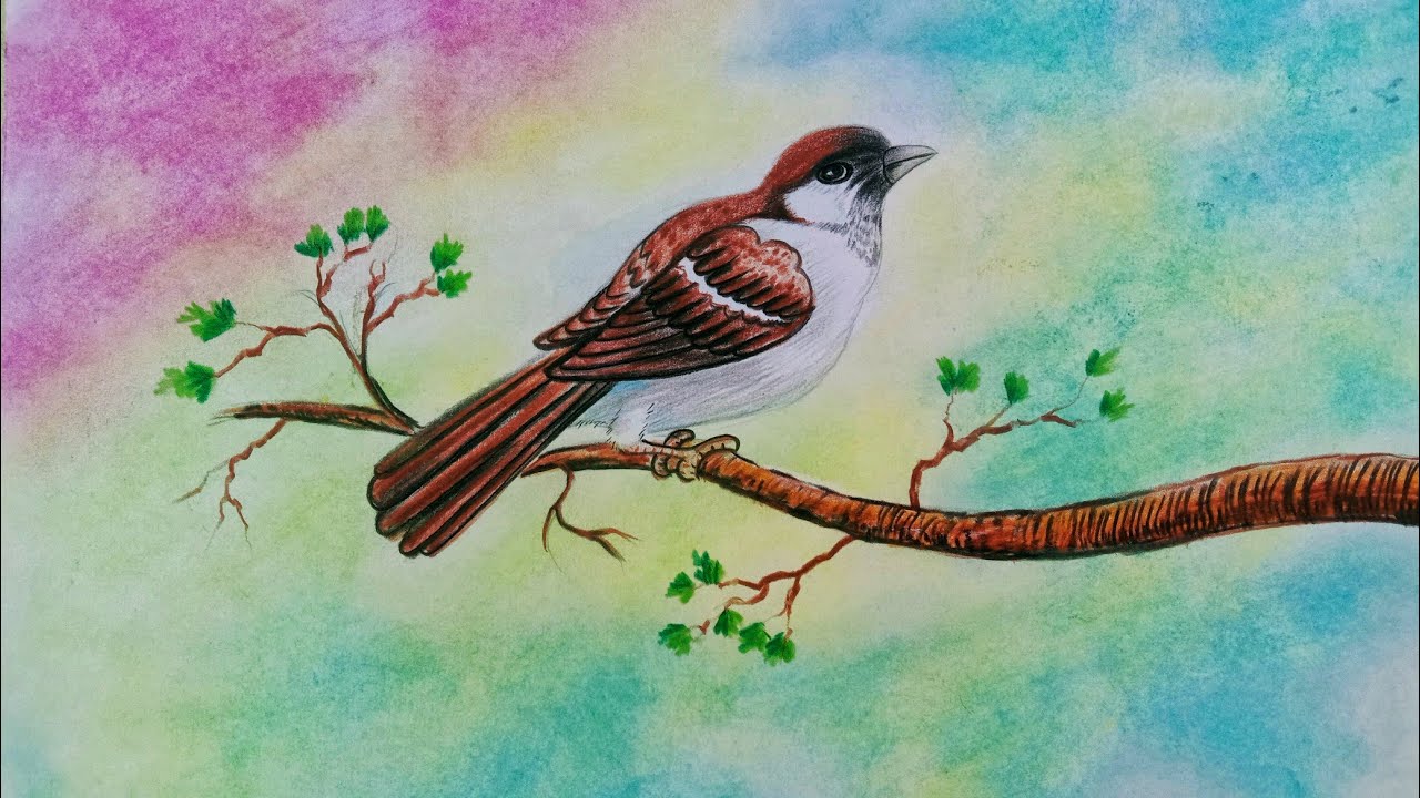 How To Draw A Sparrow Bird with Pencil colour/step by Step/