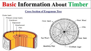Cross section of Tree || Timber || Structure of timber