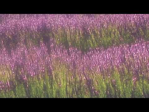 yves - DIM (nostalgic edit) (slowed + reverb)