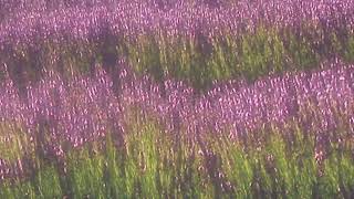 Yves - Dim Nostalgic Edit Slowed Reverb