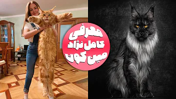 انواع نژاد گربه | معرفی نژاد مین کون | maine coon | غول مهربان گربه ها | گربه های غول پیکر