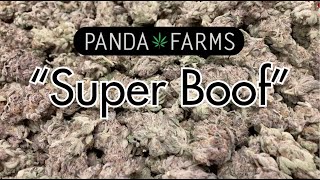 Panda Farms New Jersey SUPER BOOF testing with Trichome Analytics