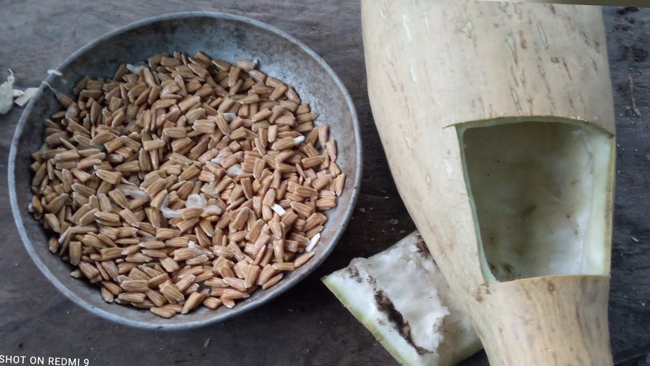 THE UPO SEEDS 2022,leoangprobinsyano5632 YouTube