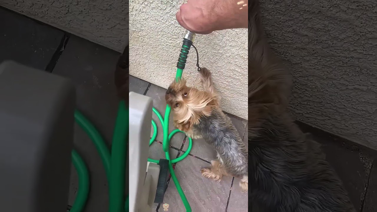 Dramatic Yorkshire Terrier 🐶🤣