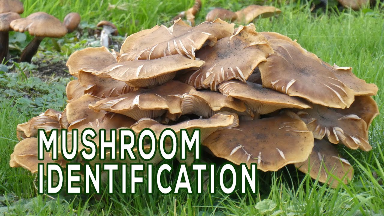 Dig Deeper Into Local Mushrooms!