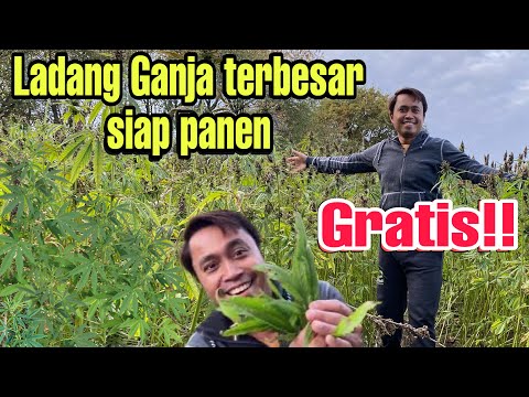 Video: Datuk Bandar Bandar Ini Menjadi Pembeli Ganja Pertama Di Massachusetts - Pandangan Alternatif