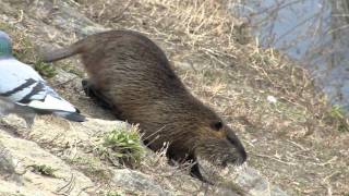 ハトやカモメに混じって人から餌をもらう野生のヌートリア ハトやカモメに混じって人から餌をもらう野生のヌートリア