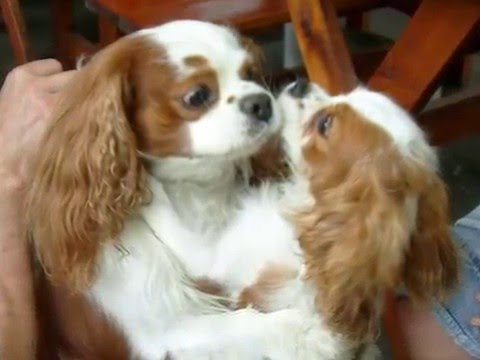 Cavalier King Charles Spaniel - Gery