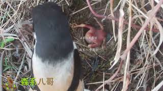 The cuckoo bird was eaten by the shrike bird鸟中屠夫伯劳鸟吃杜鹃鸟，把杜鹃鸟扔出鸟窝，再来吃鸟蛋