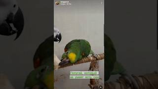 Вот настолько он рисковый, только бы не запачкать лапы 😂 #parrot #birds #попугай #animals #попугай