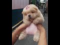 so cute and fluffy, dogs and puppies | satisfying videos|