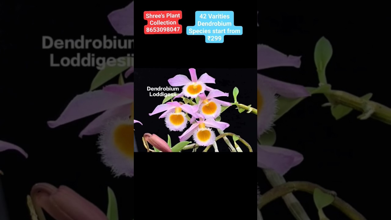 Imported varieties Dendrobium Species Orchids available in Shree's Plant Collection 