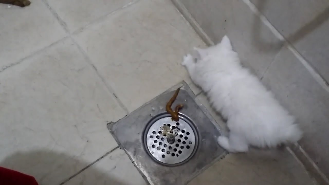 تعليم القطط دخول الحمام  المرحاض  تدريب القطط على عمل الحمام بالحمام  بليز 🙏 لايك 👍 واشترك بالقناة 💕