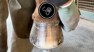 Hoof restoration and shoe change