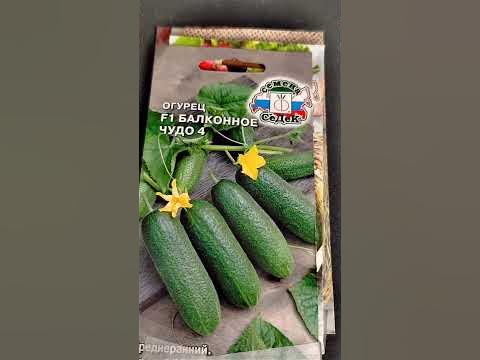 Огурцы, которые можно выращивать где угодно! Надёжный способ посева ...