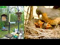 Lgr bird feed  bird nest april 30 2024