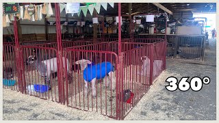 Lancaster Ohio 360° - Sheep - Fairfield County Fair Monday (2025)