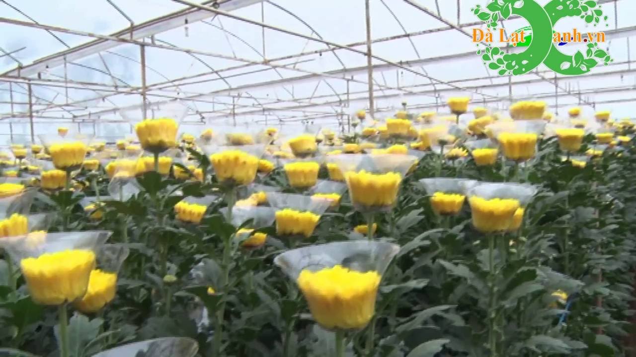 Nhà Vườn Cung Cấp Hoa Đà Lạt Giá Rẻ Nhất