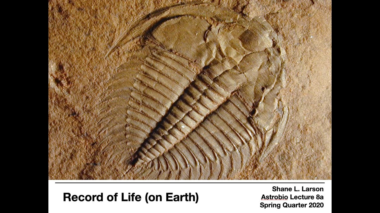 Следы древней жизни. Кембрийский период трилобиты. Ордовикский период трилобиты. Fossil Трилобит.