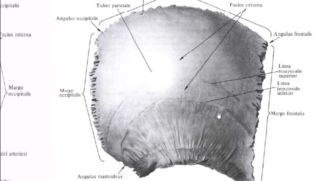 Теменная кость какой тип. Теменная кость Синельников. Теменная кость анатомия Синельников. Теменная кость черепа анатомия. Строение теменной кости черепа.
