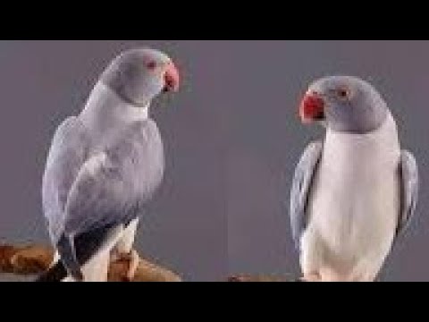 فيديو: كيفية صنع طعام للطيور الطنانة: 12 خطوة