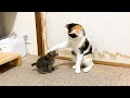 初めて子猫を見た赤ちゃん猫