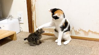 初めて子猫を見た赤ちゃん猫