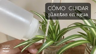 Cómo cuidar plantas en agua