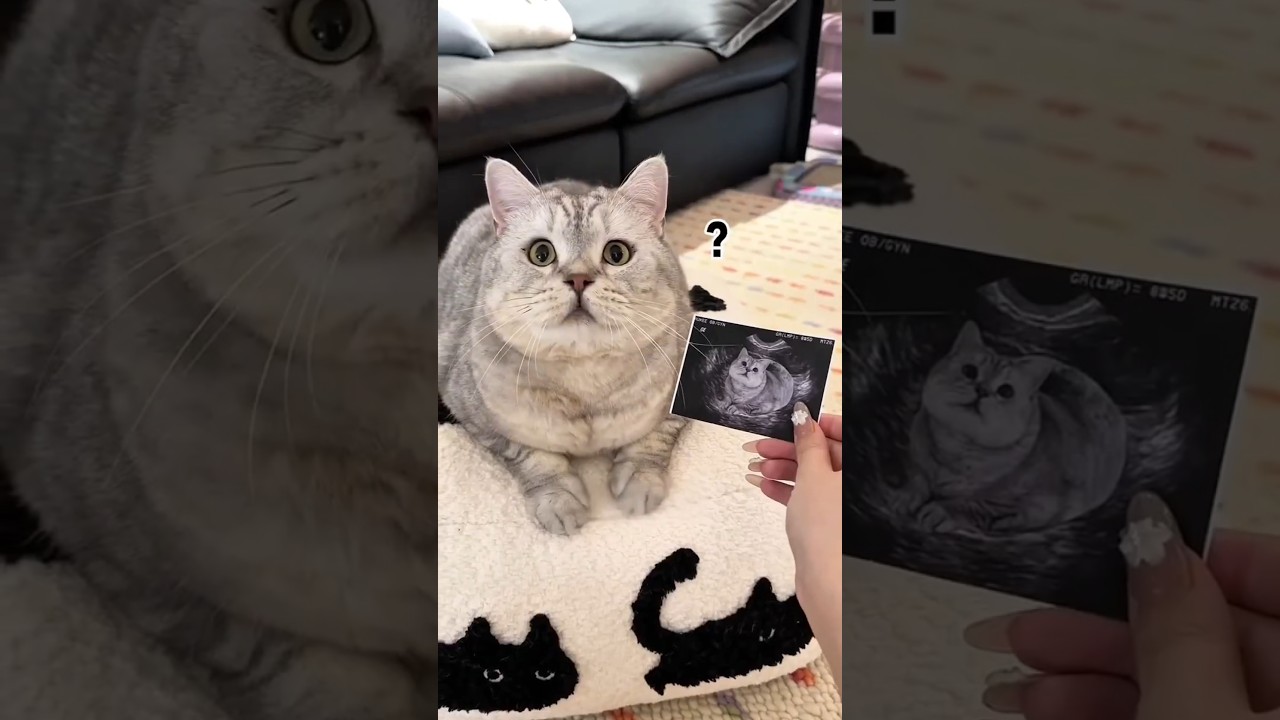 Baby Thinks This Cat Is His Real Dad 😹👶❤️ #shorts