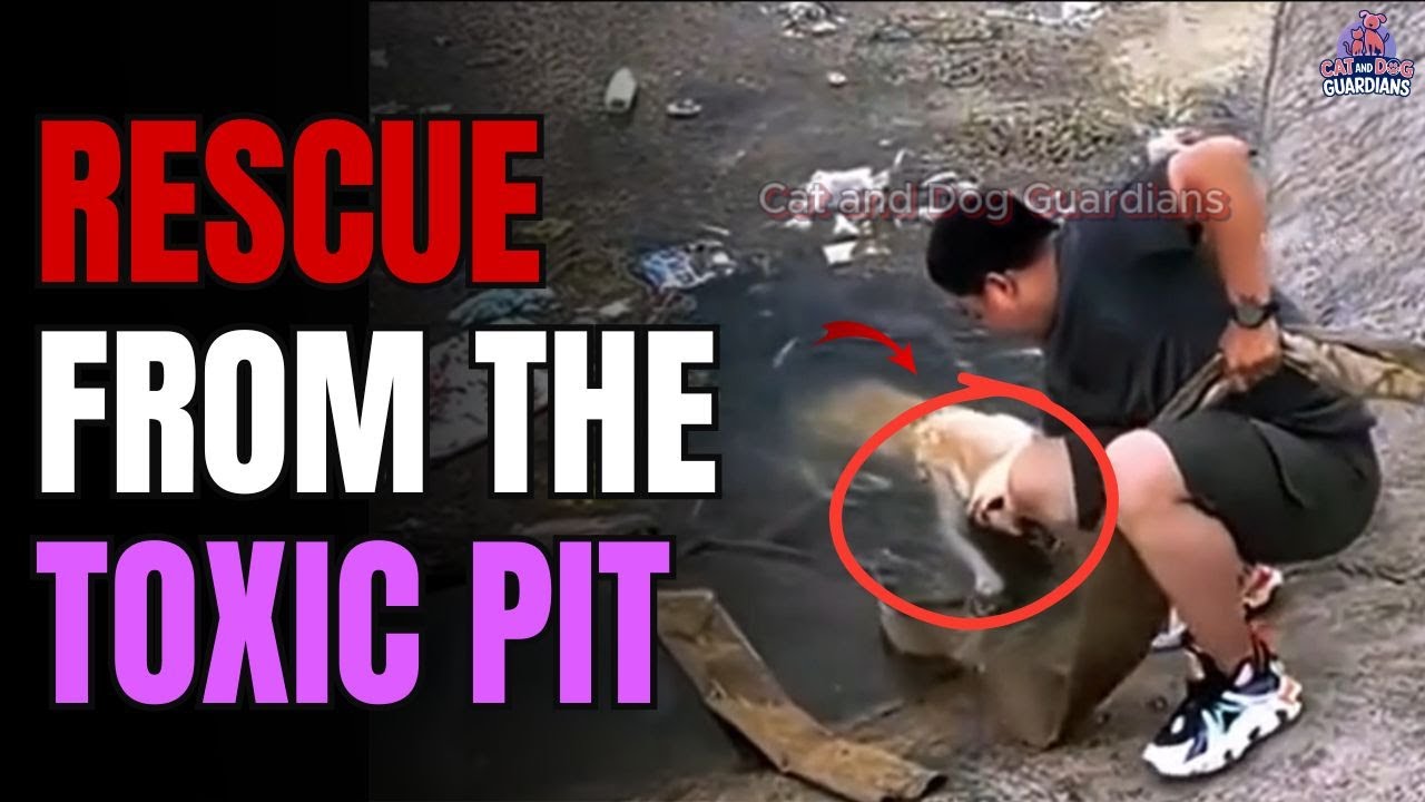Golden Miracle: Rescue from the Toxic Pit #dog #dogrescue #dogshorts # ...