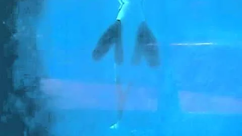 Tilikum 'napping' in the Dining with Shamu pool? N...