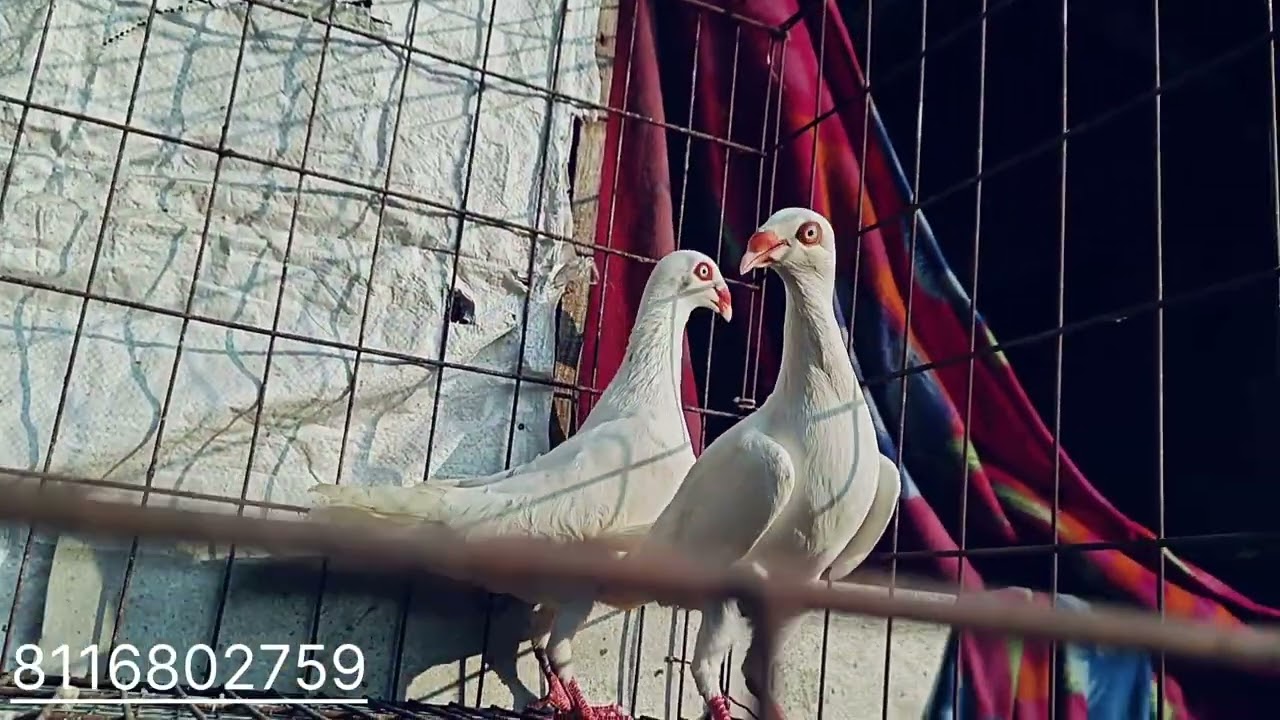 All types fency pigeon available.