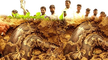 जब किसान के खेत में मिला, बहुत ही बड़ा अजगर सांप, ऐसा रेस्क्यू कभी नहीं देखा होगा😱 Dangerous Rescue