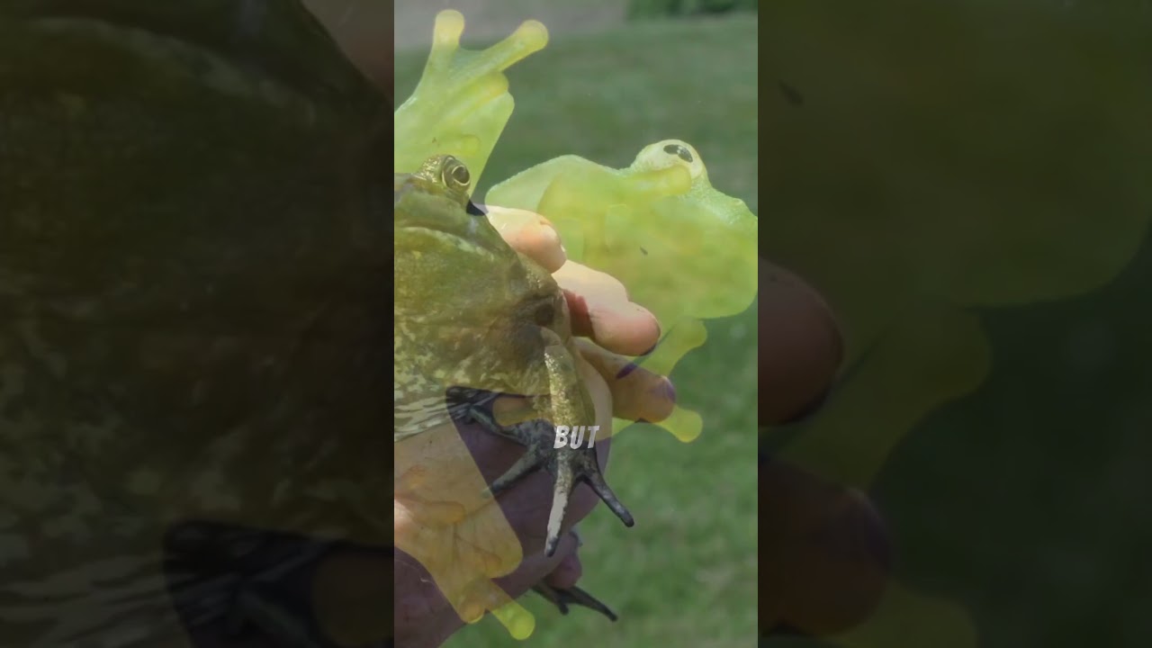 This Animal Can Freeze and Come Back to Life! ❄️🐸