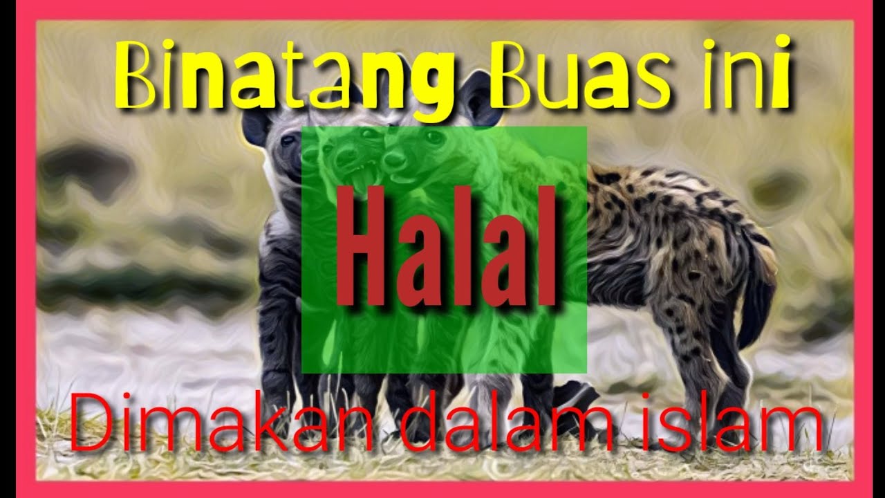 Binatang  buas yang  halal dimakan dalam islam  YouTube