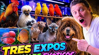 Perros, Gatos, Gallos y Peces Exóticos en la Expo de Lindavista Interpets