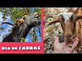 qué comen las CABRAS ?