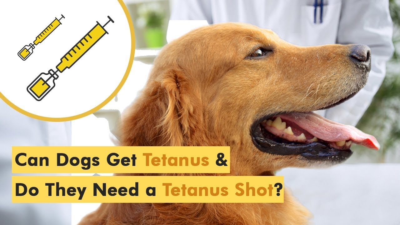 how common is tetanus in dogs